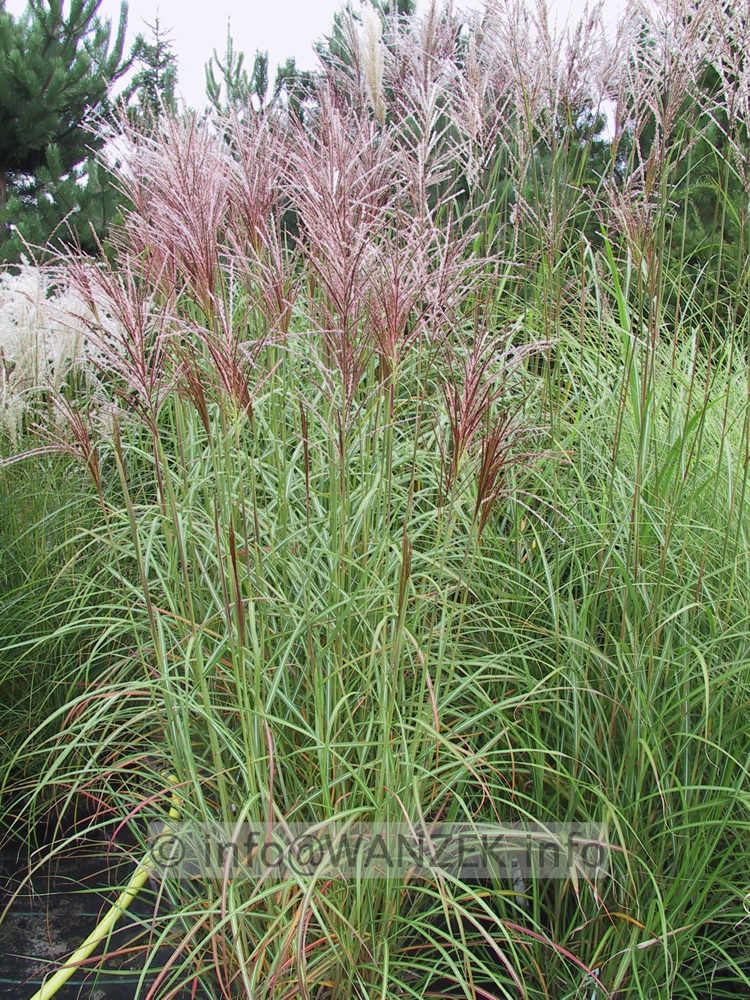 Miscanthus sinensis Ferner Osten 01 Co 5L.jpeg